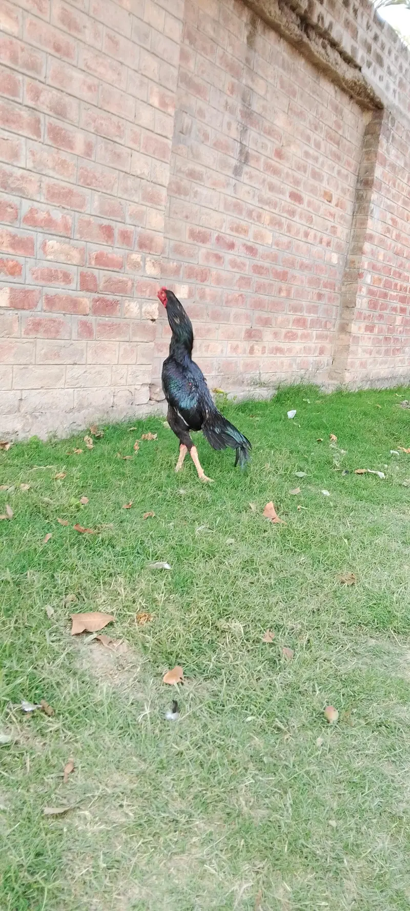 murga breed walati — photo 2
