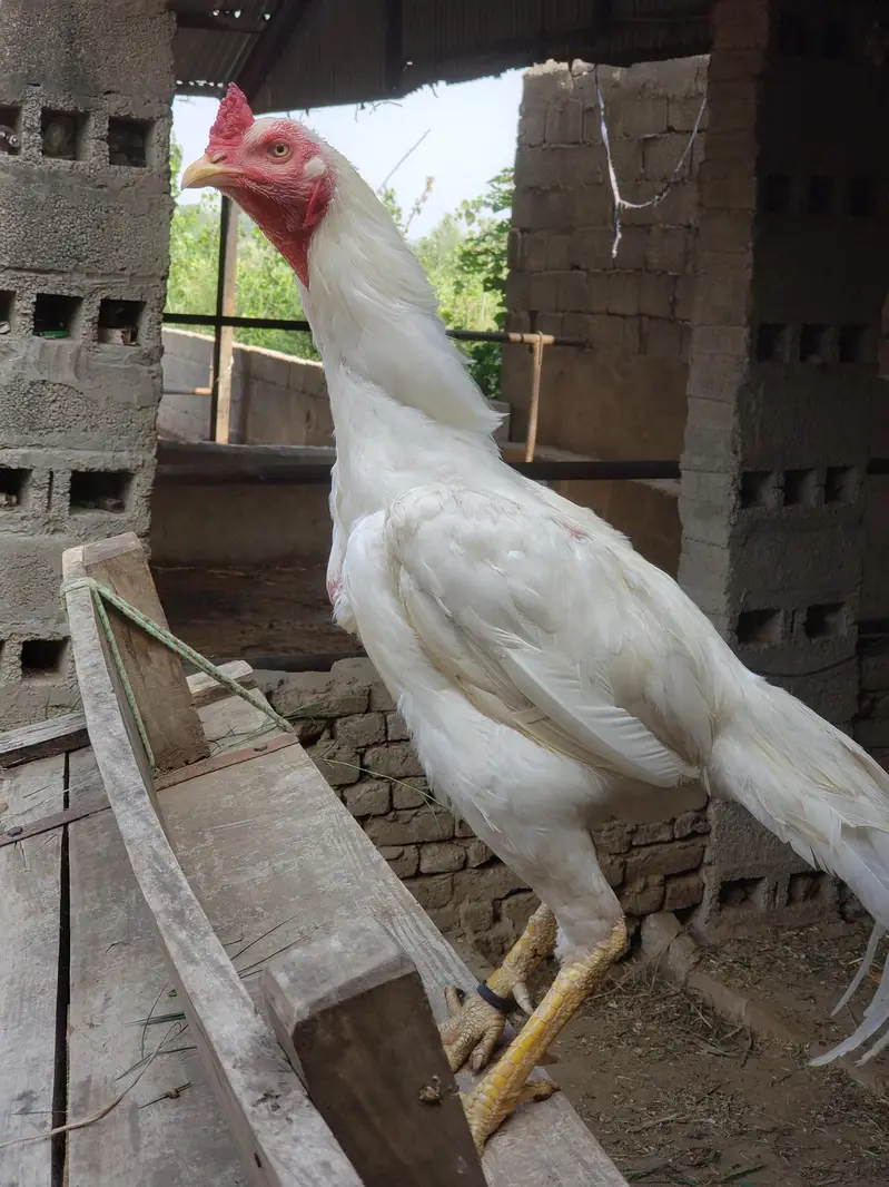 aseel heera. — photo 3