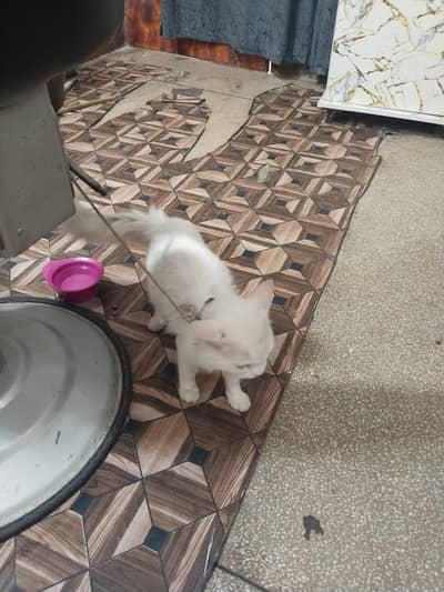 Persian Cat Full White