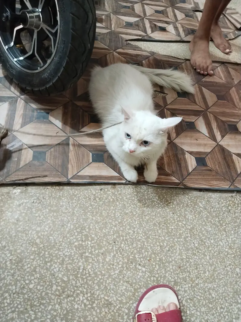 Persian Cat Full White — photo 2
