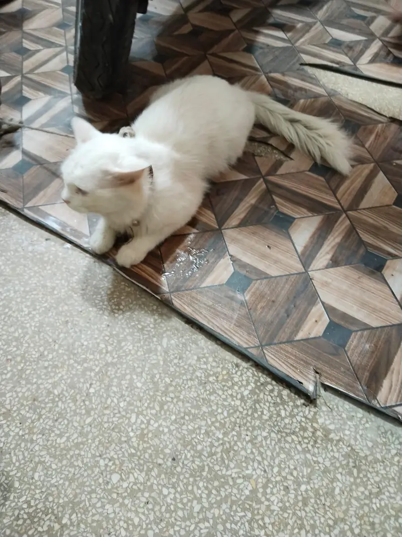 Persian Cat Full White — photo 3