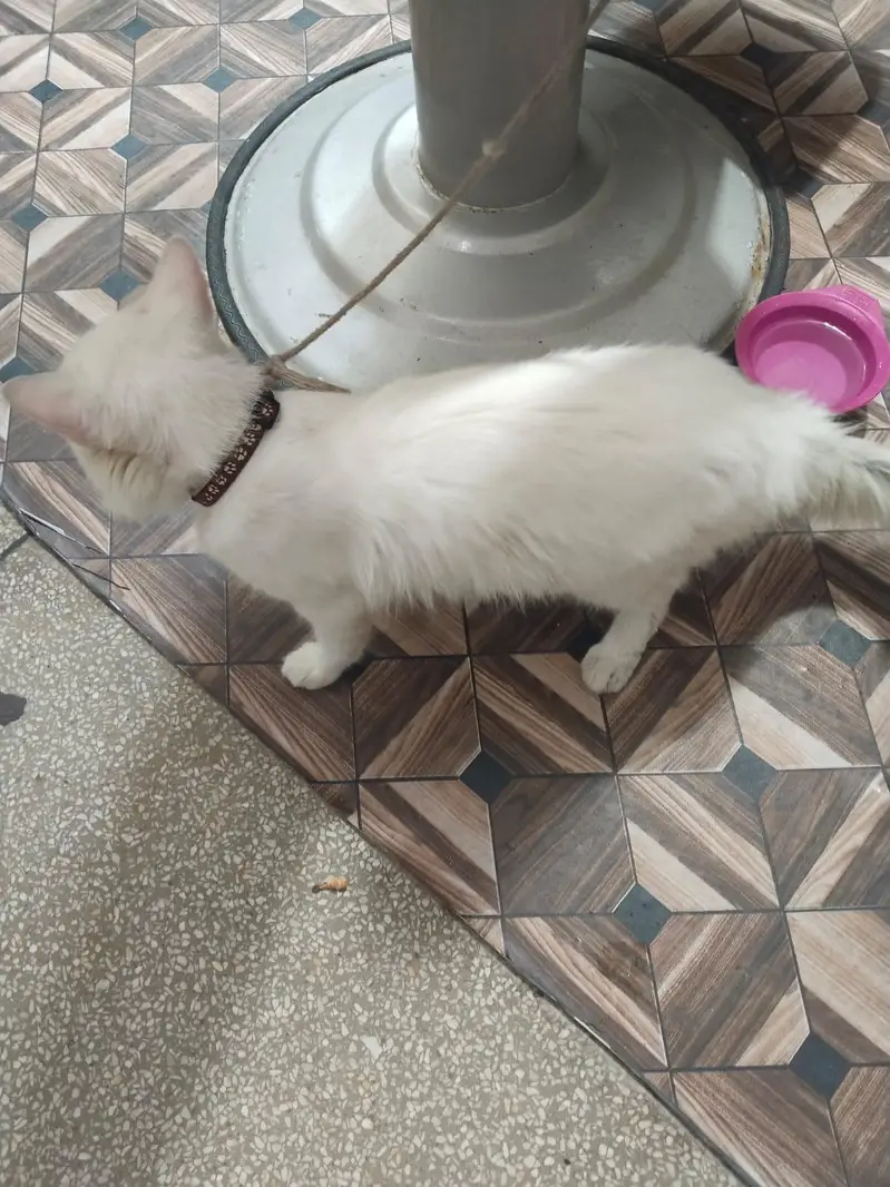 Persian Cat Full White — photo 4