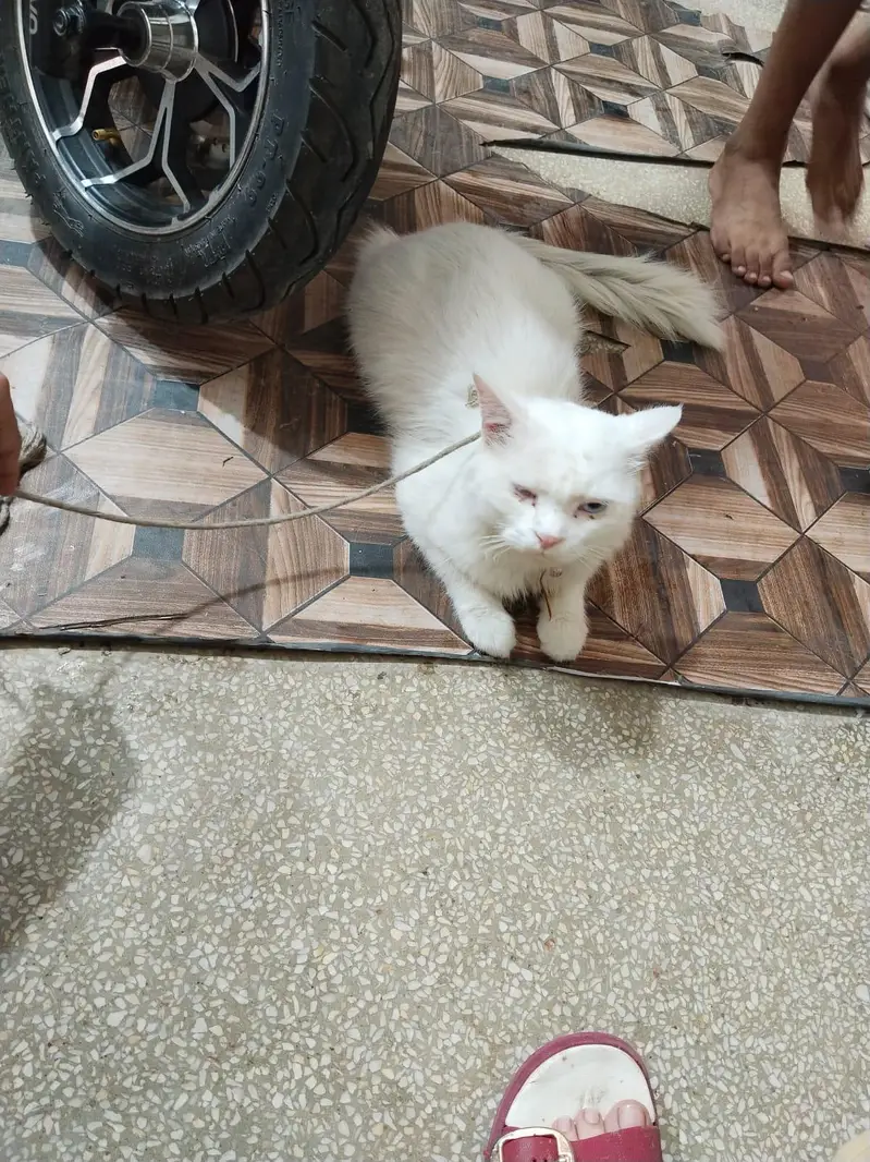 Persian Cat Full White — photo 5