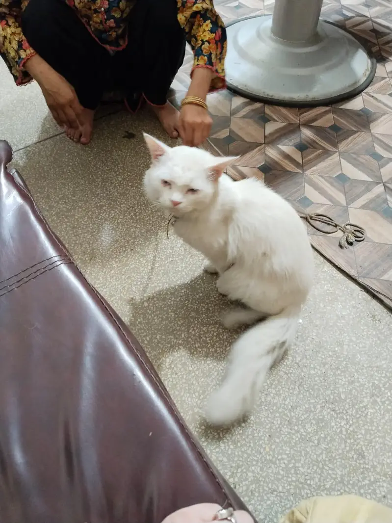 Persian Cat Full White — photo 6