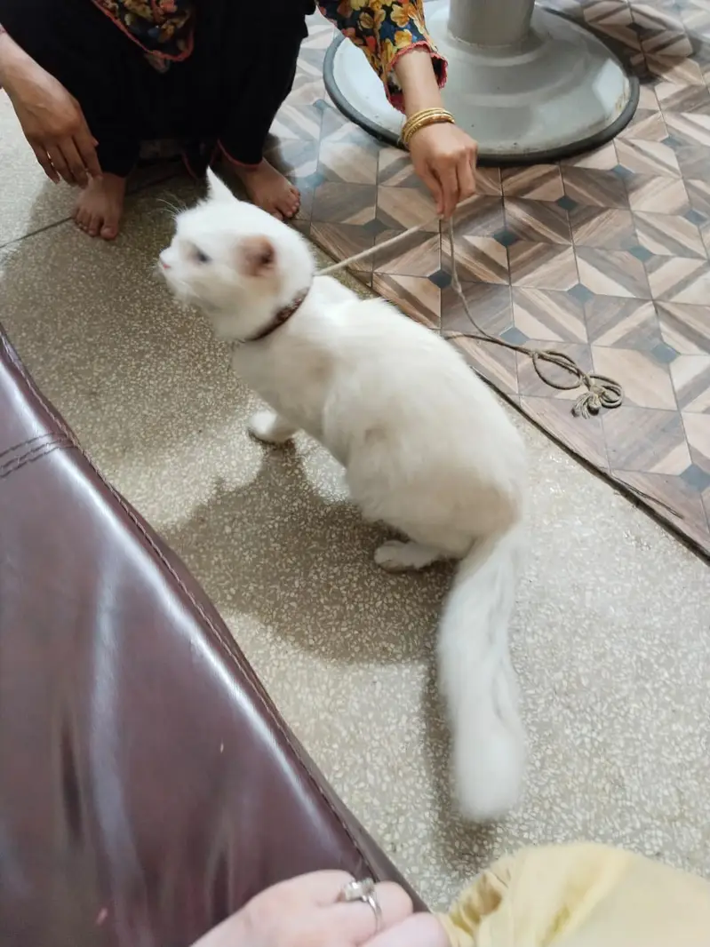Persian Cat Full White — photo 7