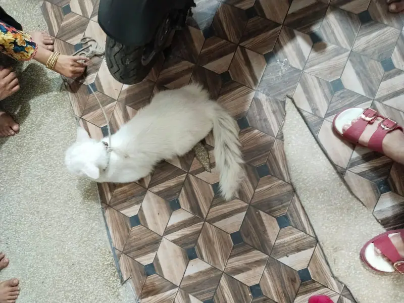 Persian Cat Full White — photo 8