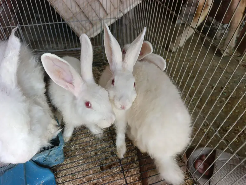 Angora Male + Female (4 piece) contact for more details — photo 2