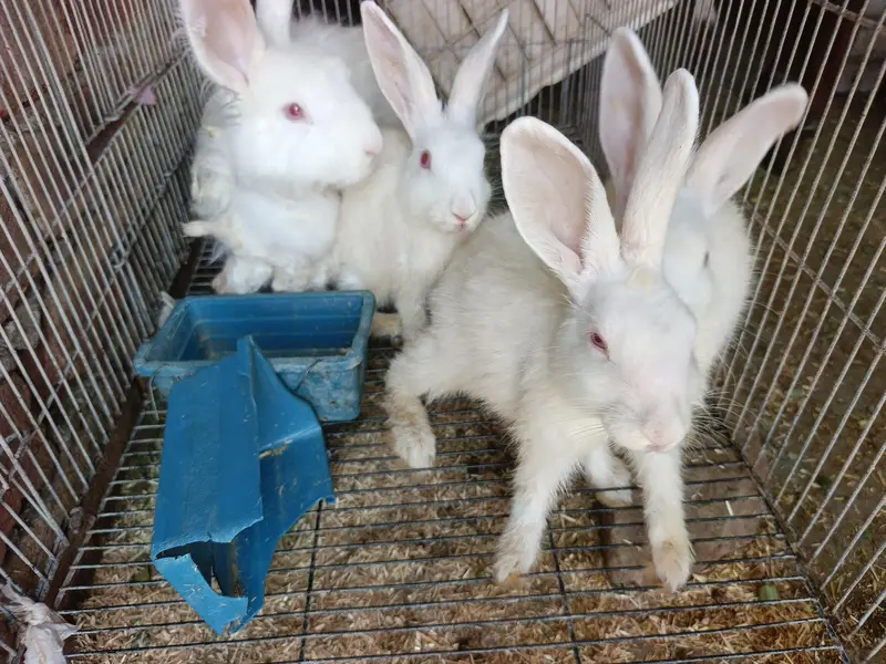 Angora Male + Female (4 piece) contact for more details — photo 3