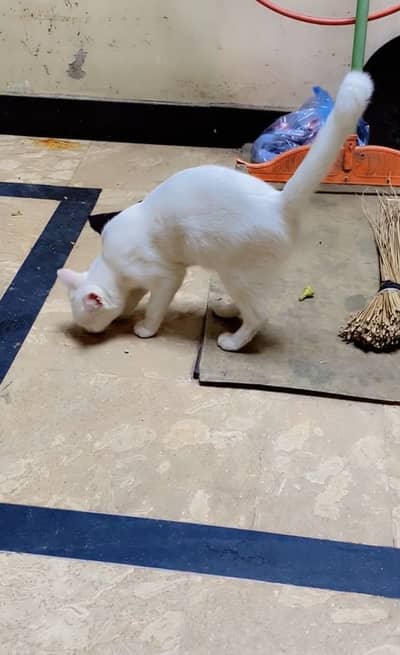 Persian cat