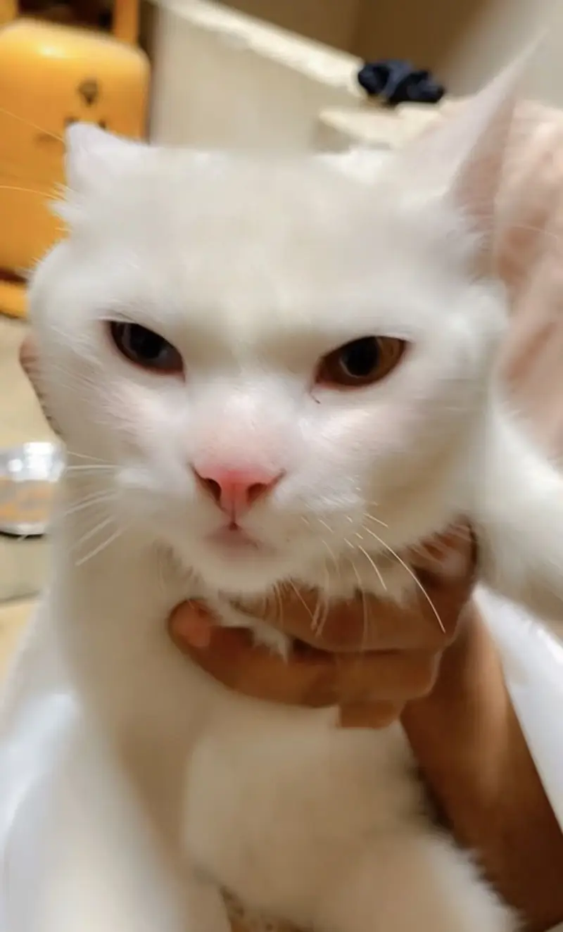 Persian cat — photo 2