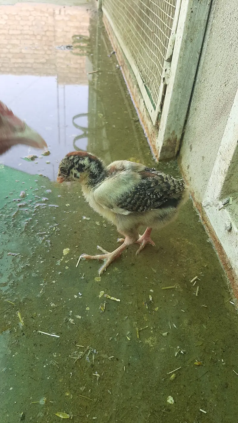 Miawali Aseel murghia aur murghe for sale — photo 2