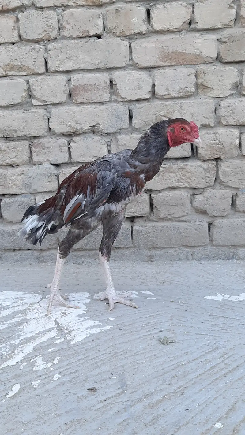 Miawali Aseel murghia aur murghe for sale — photo 3