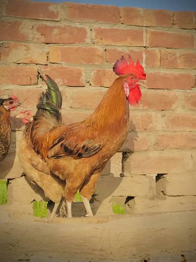 Dasi murga male hen