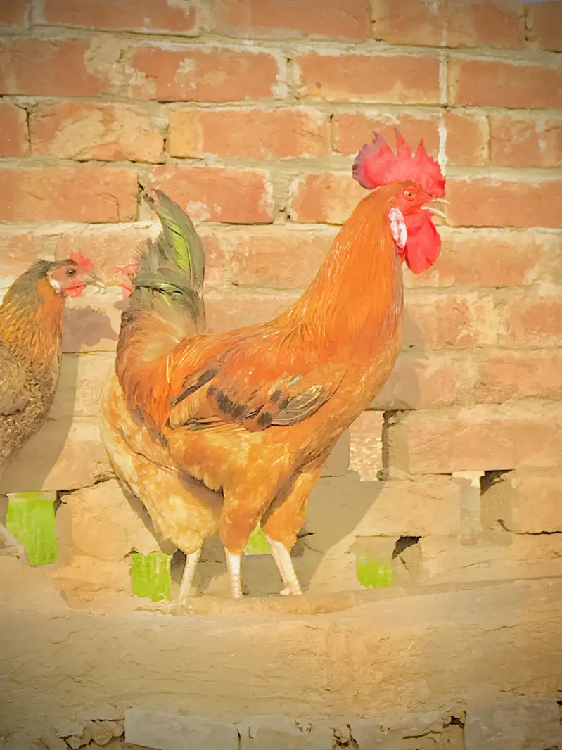 Dasi murga male hen — photo 2