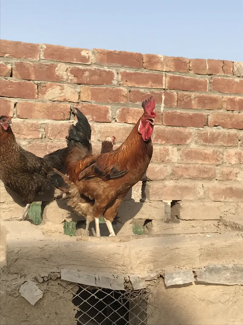 Dasi murga male hen — photo 3