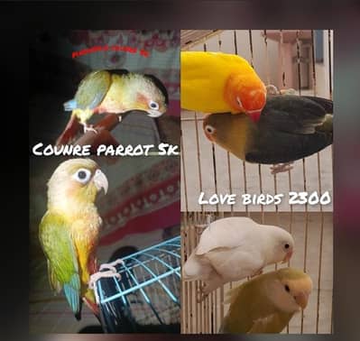 pineapple counre or lovebirds