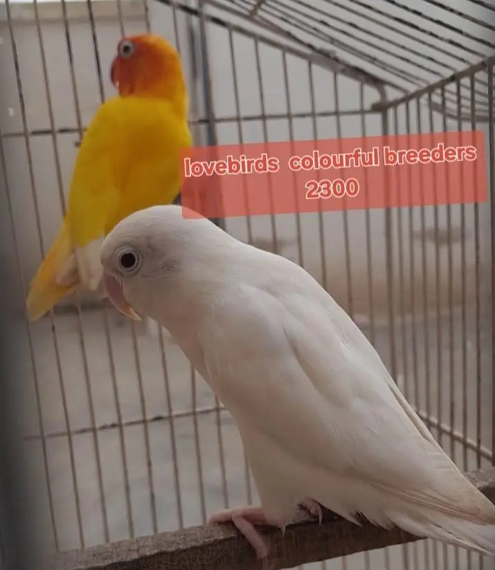 pineapple counre or lovebirds — photo 2