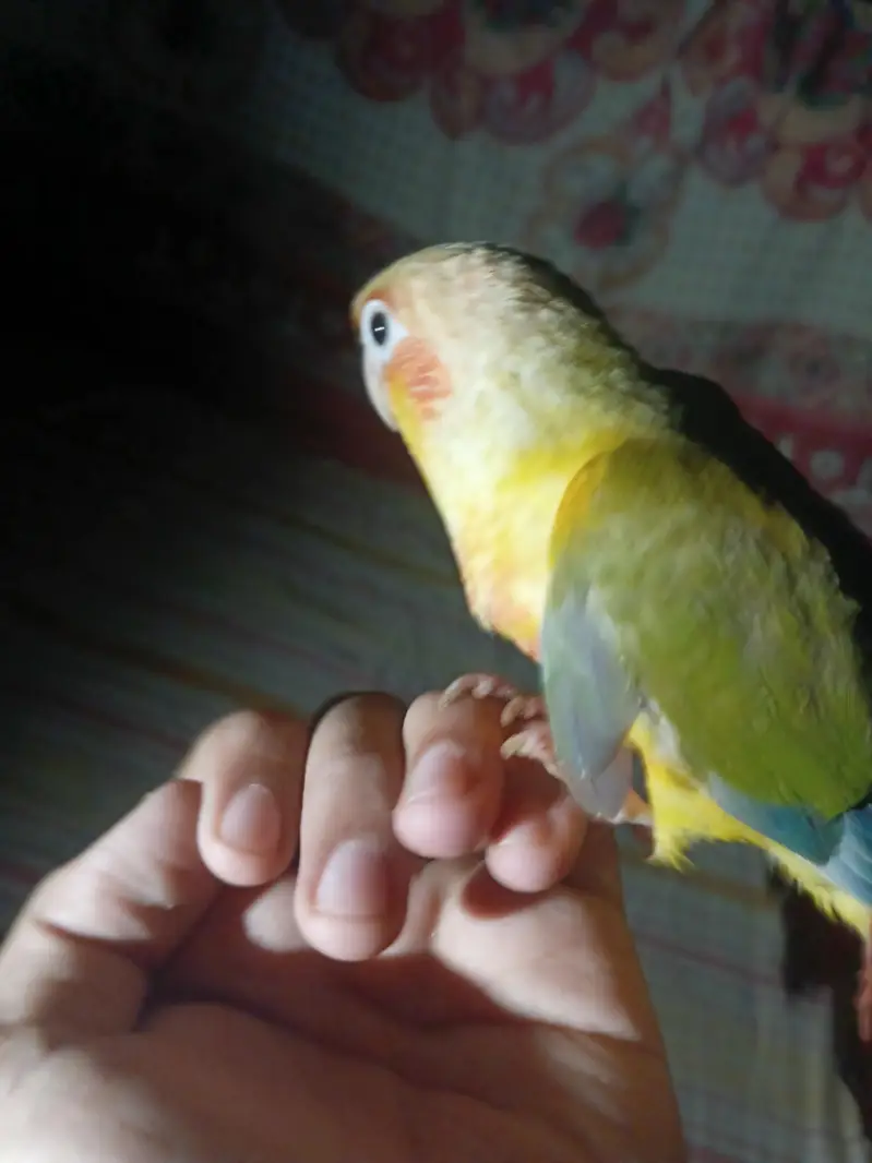 pineapple counre or lovebirds — photo 3