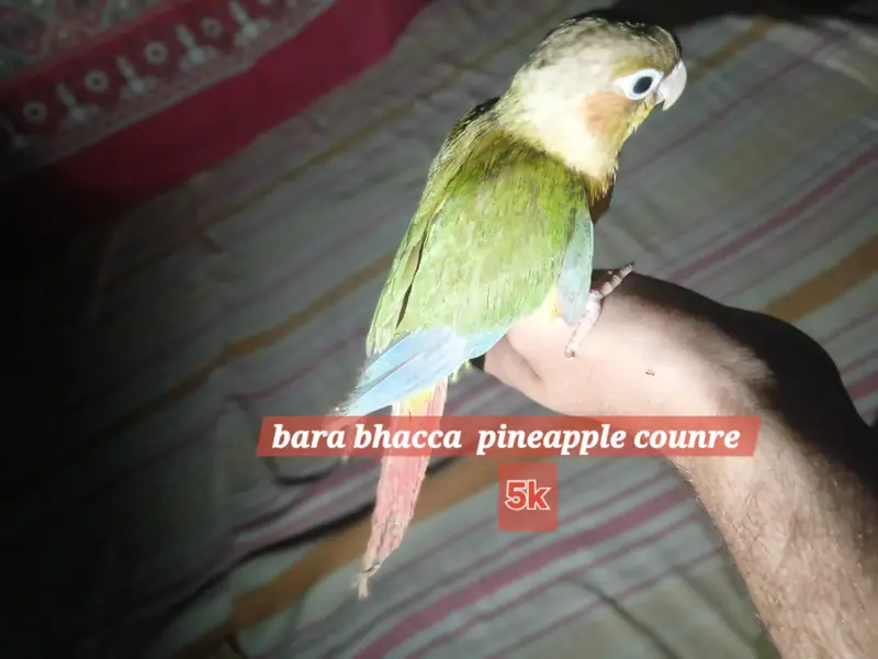 pineapple counre or lovebirds — photo 4