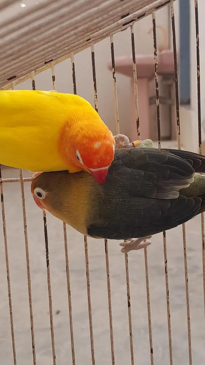 pineapple counre or lovebirds — photo 5