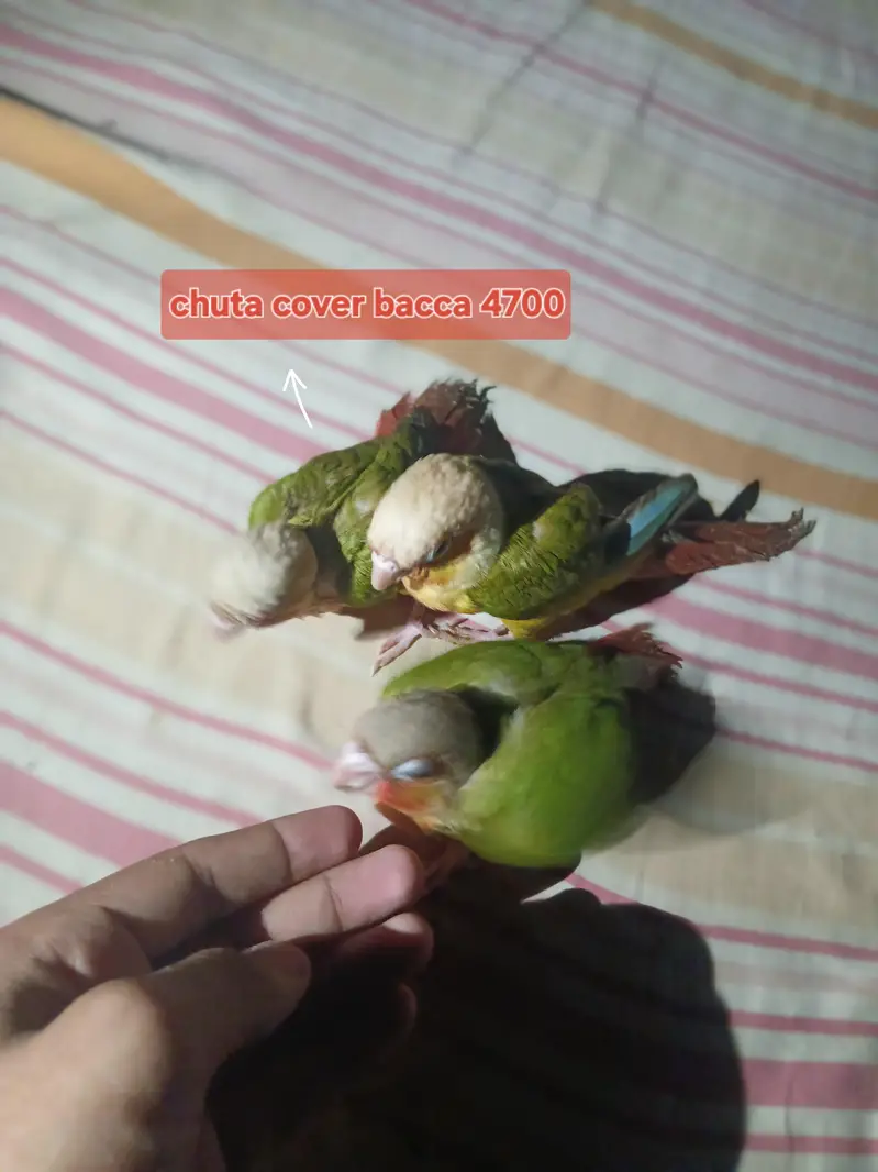 pineapple counre or lovebirds — photo 6