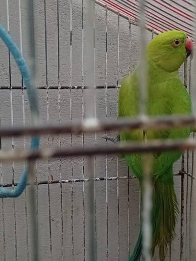 Female Parrot For Sale