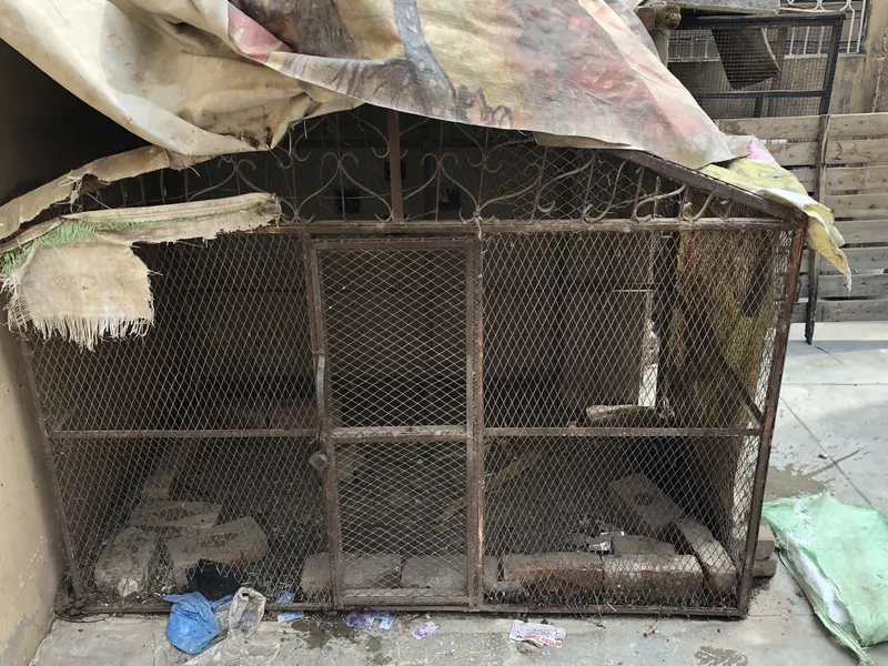 STEEL PINJARA — photo 2