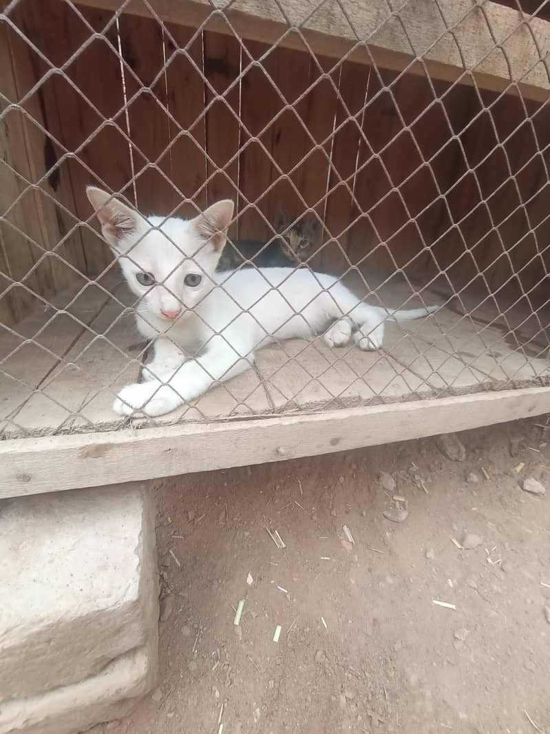kitten pair 0