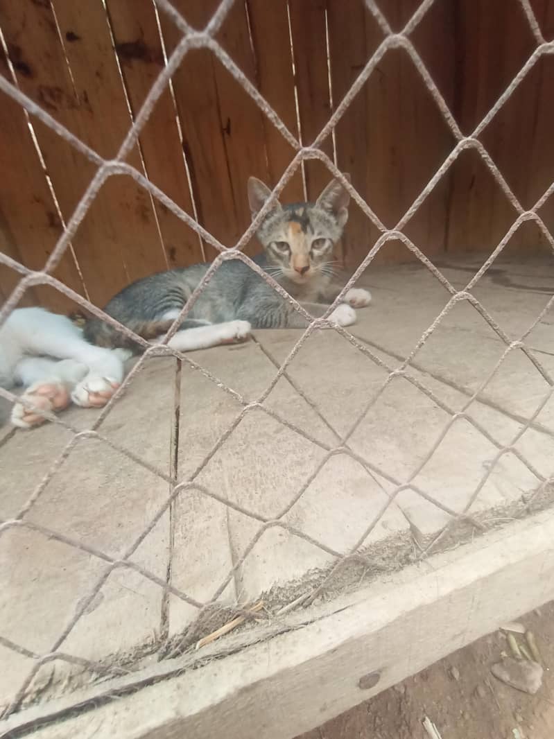 kitten pair 1