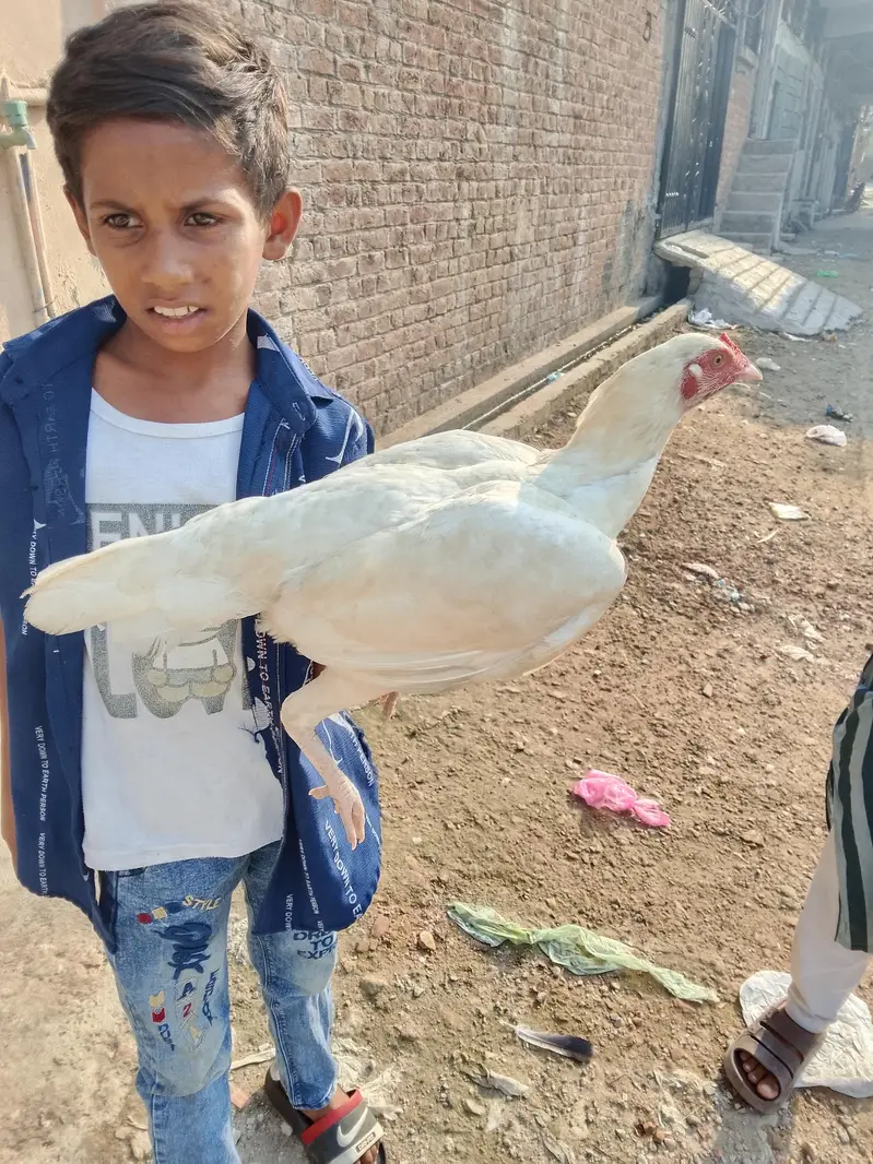 heeera aseel hen — photo 2
