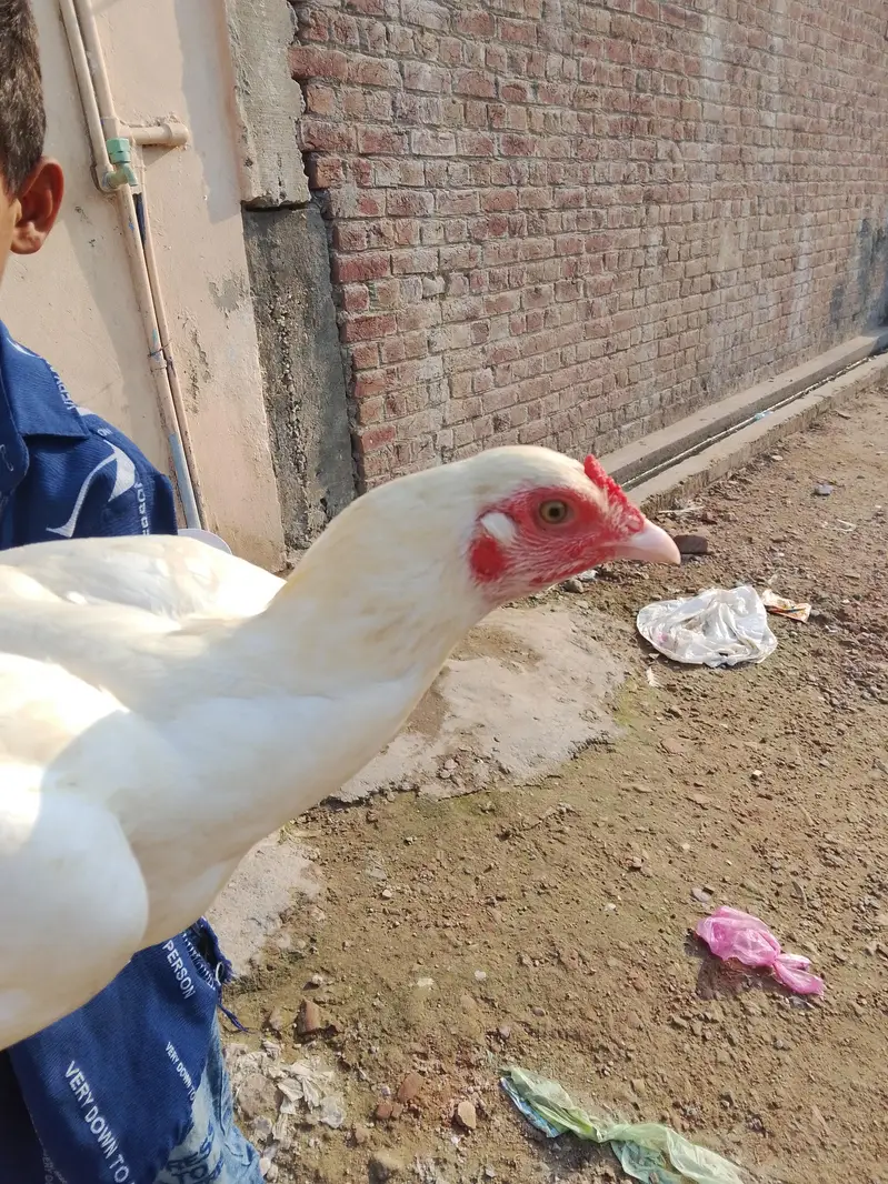 heeera aseel hen — photo 3