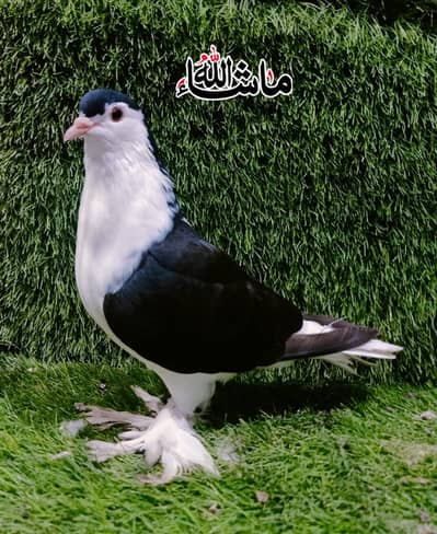 Sherazi Breder Male For sale