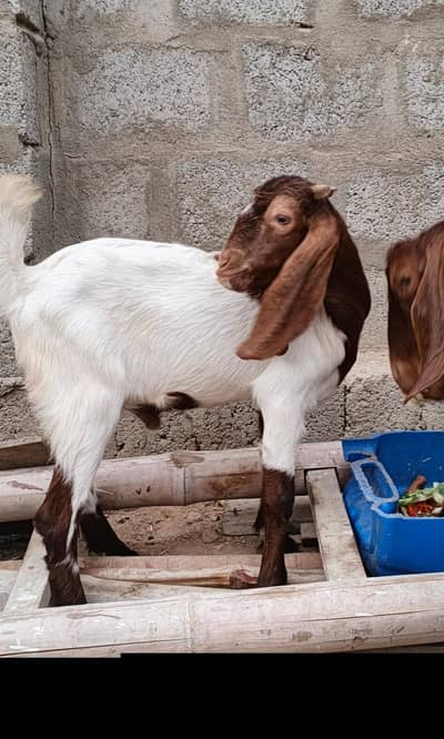 Bakra for sell