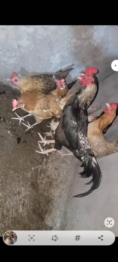 Desi Hens