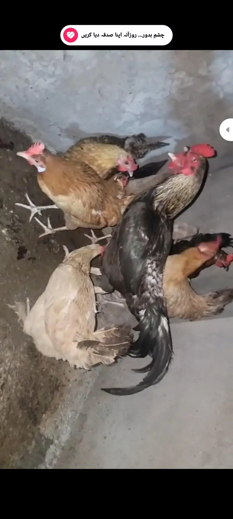 Desi Hens — photo 2