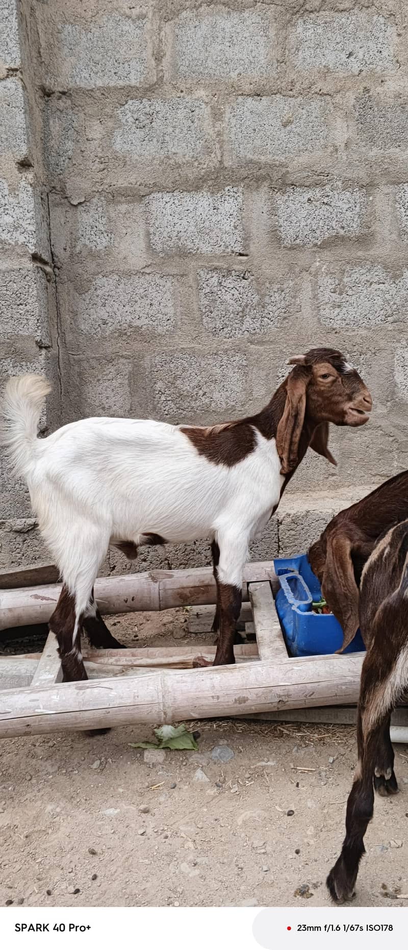 Bakra for sell 1
