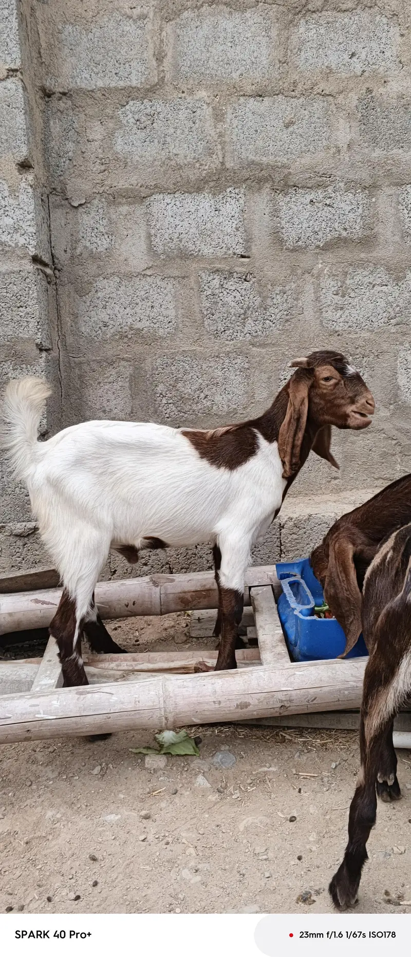 Bakra for sell — photo 2