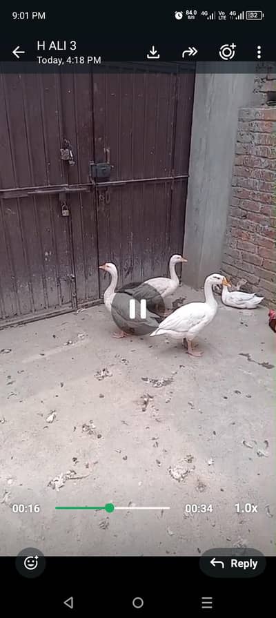 female duck