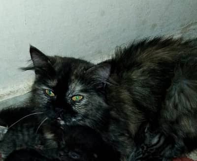 FEMALE CAT DOUBLE CODED