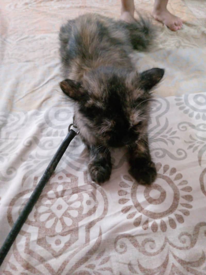 FEMALE CAT DOUBLE CODED 1