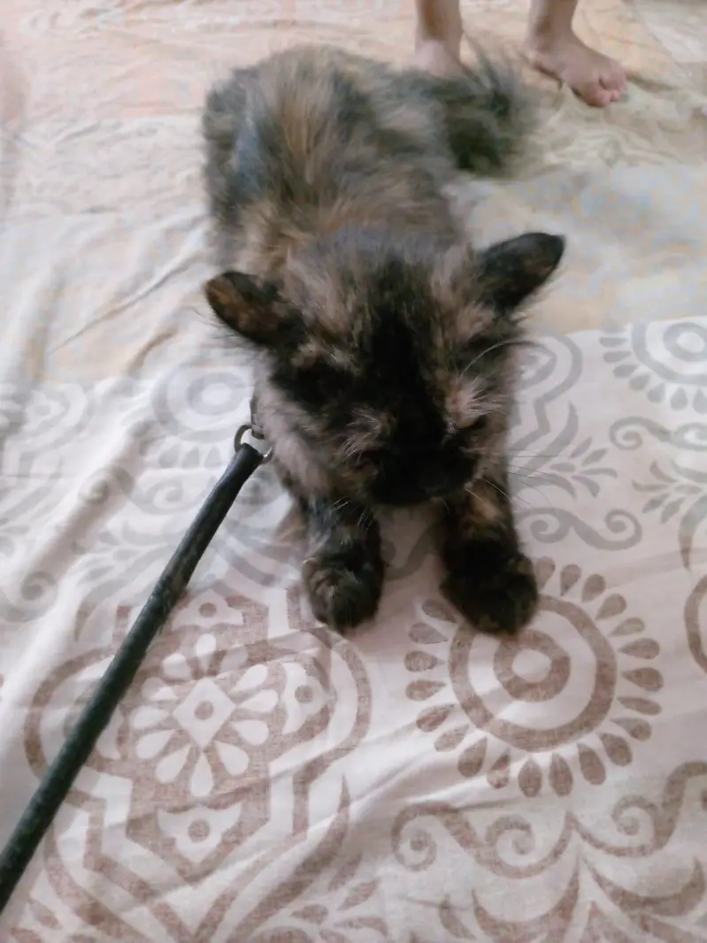 FEMALE CAT DOUBLE CODED — photo 2