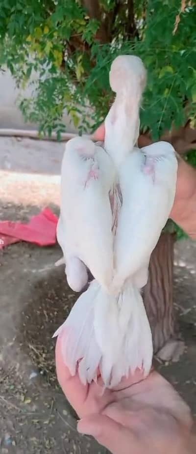 PEPPER WHITE