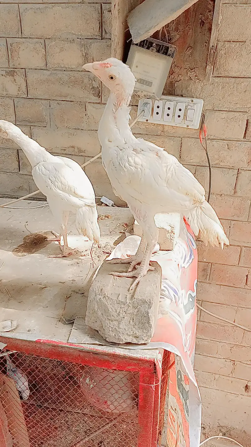 PEPPER WHITE — photo 2