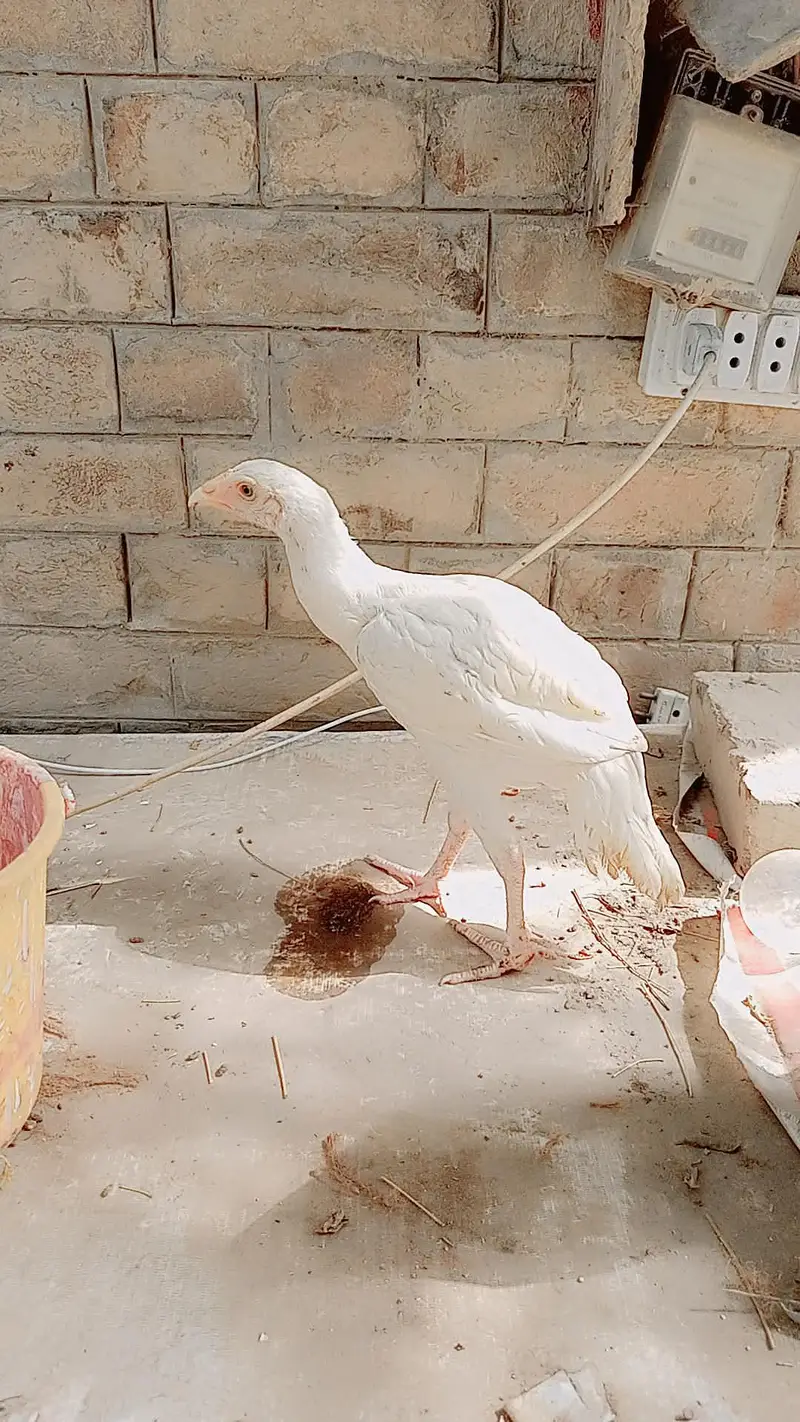 PEPPER WHITE — photo 3