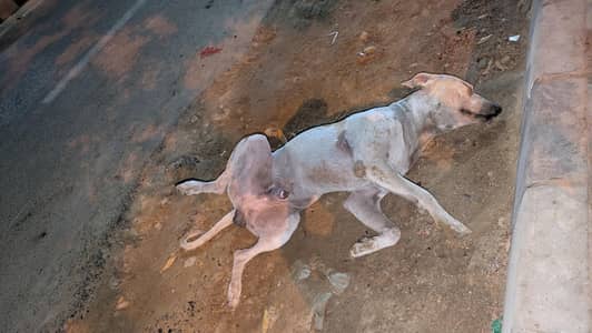WHITE STREET DOG