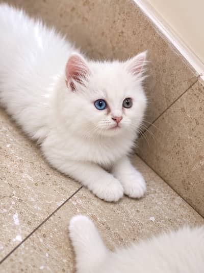 Persian kittens