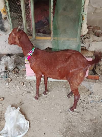 bakri