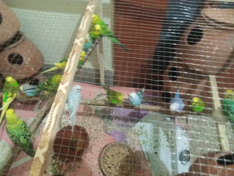 Budgies colony for sale — photo 2