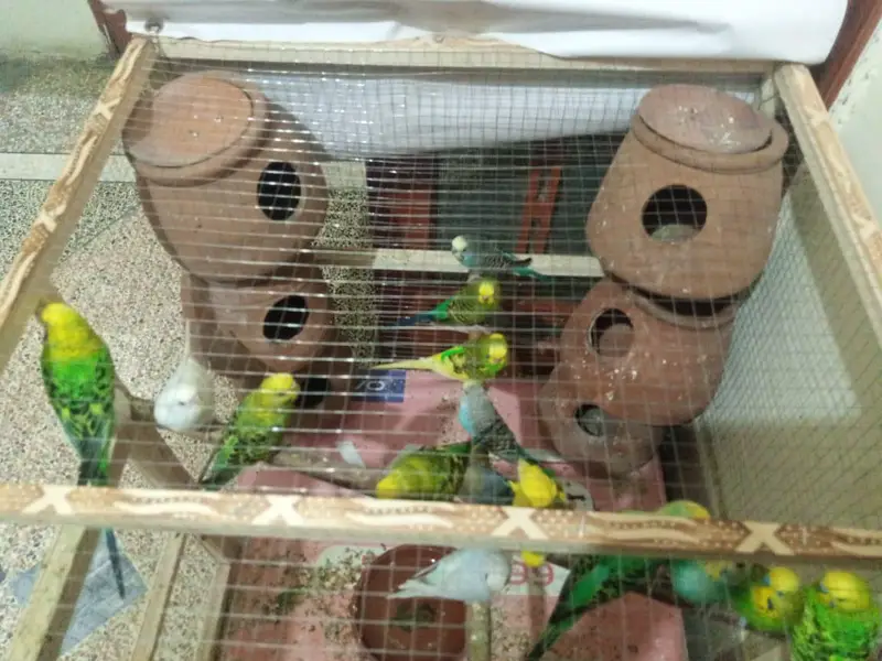 Budgies colony for sale — photo 3