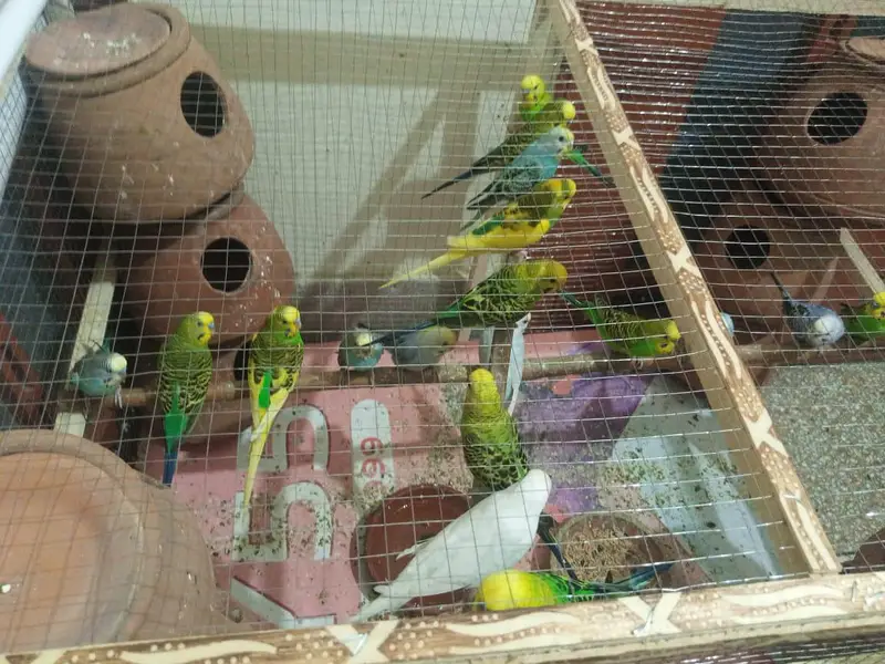 Budgies colony for sale — photo 4